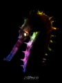 N E O N
Thorny Seahorse
(Hippocampus histrix)