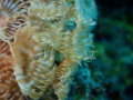 Featherworm Abstract