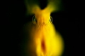 A ghost morray out of the dark