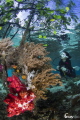 Diver at Mangrove