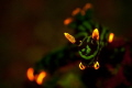 This nudibranch has been taken with UV lights during a night dive.
