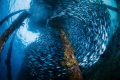 Under the residents island wharf, the fish gathered every day.