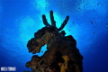 MOOSE OF THE SEA