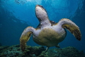Love turtles! Who doesn't?
