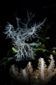 Ghost Nudi