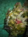 Frogfish