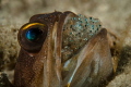 Jawfish with Eggs