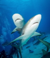 A Shark Fly By