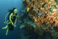 Wakatobi Wall