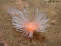 Sea Loch Anemone taken in Loch Long, Scotland with Canon EOS-350D.