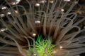 Soft corals with silver fish at night
