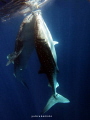 WHALE SHARK IN GORONTALO