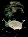 Nurse shark reflection