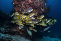 Sweetlips Raja Ampat