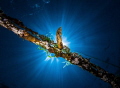 Messiah. A common seahorse descending from heaven. Canon 6D, Inon Z240.