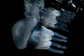 swimming Sleeping water meeting this splendid specimen of Rhizostoma pulmo