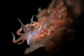 Camera: canon 6D
Housing: Nauticam
Lens: 100mm marco 
Diopter: aquako4
Strobe: Z240*2
Setting: 1/200 F29  ISO 100