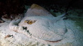 Stingray
