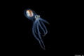 Blackwater Adventure
Location : Anilao Philippines
Canon EOS1D X Mark II
Canon EF 100mm f/2.8 L Macro IS USM Lens: F16, 1/160, ISO 400
SEACAM silver CANON EOS1D X Mark II
SEACAM SEAFLASH 150 DIGITAL*2
Howshot M50 Video Light 5000/Lumen