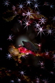 Egg Cowrie in the coral with open polyps, Canon 6d, 1/100, F10, Iso100