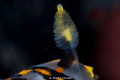 Rhinophore or Polycera
