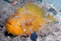 Smooth Anglerfish Balmoral Beach Mosman NSW