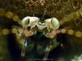 manthis shrimp