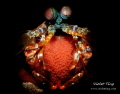 Mantis Shrimp with eggs