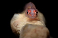 goby on fingersponge
