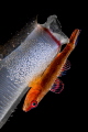 Papa Goby Waits for a Full Moon