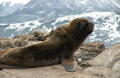 Ushuaia nature