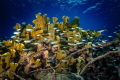 Fire coral