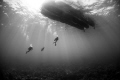 Ascending
Divers Ascending after a dive at Small Hope Bay, Andros Island, Bahamas