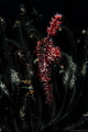 ☆Photo of the day☆
Title: The Blazing Sword
Ghost pipe fish (Solenostomidae)

Shutter 200 ISO 100 F13 WB AUTO
meikon t4i standard 55mm lens
Ys03 x2 macro +20
Mabul island