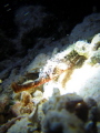 Pipefish at mabul island, night dive