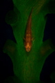 Goby, Canon 6d,100mm, Inon UCL 6+, Inon Z240
1/100, F16, Iso50, www.PassionYourLife.com