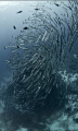 Fish tornado