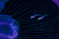 Spacecraft Passengers. 
I was photographing a Moon Jelly when I noticed some small fishes swimming in it. They looked like a spacecraft passengers. Then in the surface interval I changed my wide angle by a macro lens.