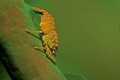 Little Shrimp on a green Coral.