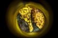 Yellow Seahorse
