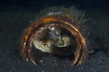 A small porcupine fish is hiding in a tin can. In the waters of Lembeh strait nothing is wasted! Shot with Nikon D610, Nikkor 60mm f/2,8 and two Sea and Sea YS-d2 strobes

