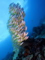 At Mioskon, Raja Ampat