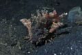 Demon stinger (Inimicus didactylus) is also known as Goblinfish, Spiny devilfish and Bearded ghoul and belongs to Synanceiidae family. It is mostly found lying on a sea floor, but sometimes it moves using its side 