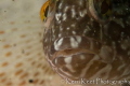 Klipvis all up in my face