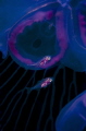 Swimming into a jellyfish