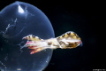 Here i come
Location :Lembeh Indonesias
Canon 5dsr Canon EF 100mm f/2.8 L Macro IS USM Lens: F14, 1/250, ISO 400
SEA &SEA MDX-5D Mark III ver.2
SEA &SEA YS-D1
RETRA LSD
Nauticam SMC-1
Rgblue system 02 premium