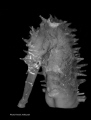 Seahorse look doubtful