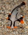 The Rambler -- Thecacera picta