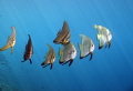I noticed this small school of spadefish swimming by the dock and decided to jump in and take some group shots.