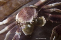 Porcelain crab